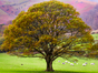 Tree Surveys - Trade 4 Less - Building Supplies UK
